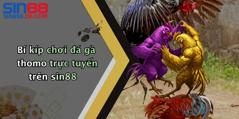 Đá Gà Thomo: Trải Nghiệm Đỉnh Cao Cá Cược Cùng Nhà Cái Sin88 5 Bí kíp chơi đá gà thomo trực tuyến trên sin88