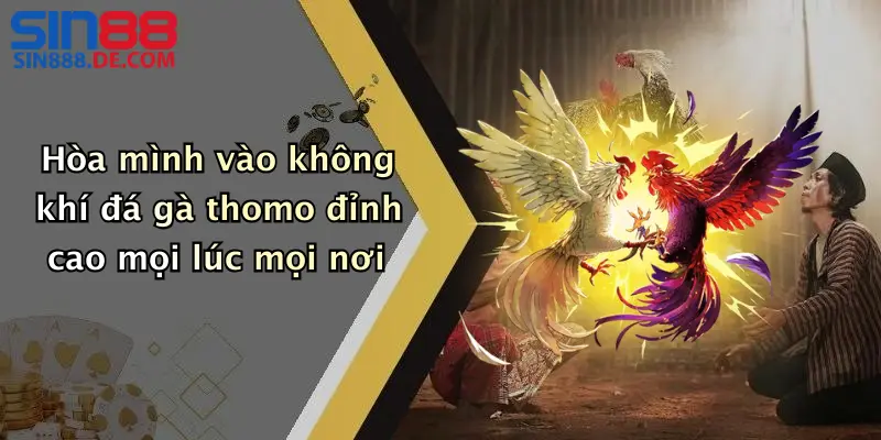 Đá Gà Thomo: Trải Nghiệm Đỉnh Cao Cá Cược Cùng Nhà Cái Sin88 3 Hòa mình vào không khí đá gà thomo đỉnh cao mọi lúc mọi nơi