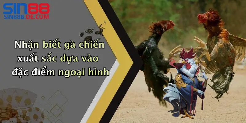 Nhận biết gà chiến xuất sắc dựa vào đặc điểm ngoại hình