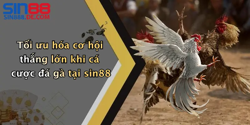 Đá Gà Thomo: Trải Nghiệm Đỉnh Cao Cá Cược Cùng Nhà Cái Sin88 4 Tối ưu hóa cơ hội thắng lớn khi cá cược đá gà tại sin88