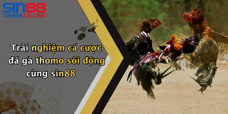 Đá Gà Thomo: Trải Nghiệm Đỉnh Cao Cá Cược Cùng Nhà Cái Sin88 2 Trải nghiệm cá cược đá gà thomo sôi động cùng sin88