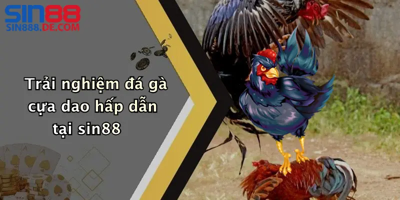 Trải nghiệm đá gà cựa dao hấp dẫn tại sin88