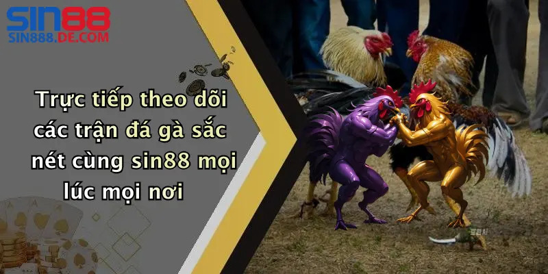 Trực tiếp theo dõi các trận đá gà sắc nét cùng sin88 mọi lúc mọi nơi